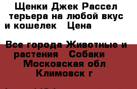 Щенки Джек Рассел терьера на любой вкус и кошелек › Цена ­ 13 000 - Все города Животные и растения » Собаки   . Московская обл.,Климовск г.